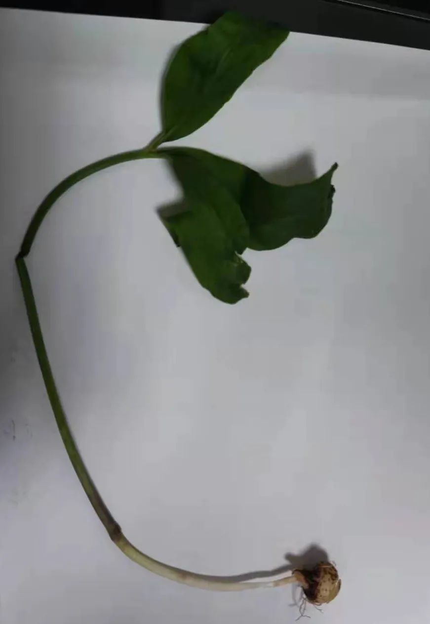 DƬ
